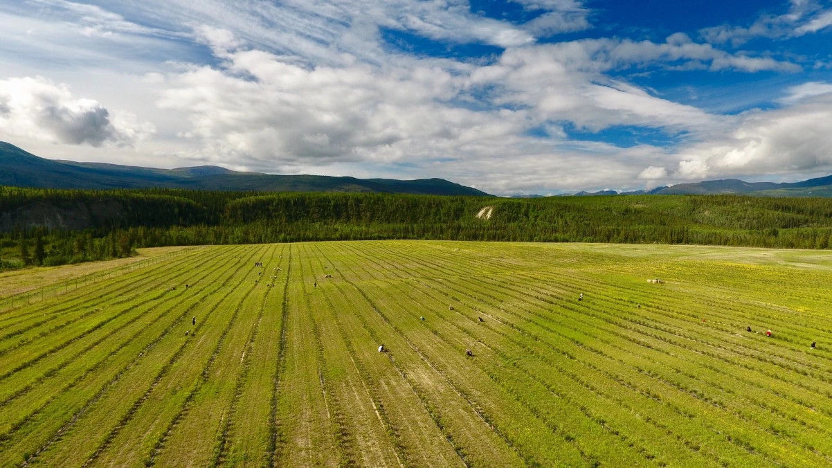 Yukon Berry Farm